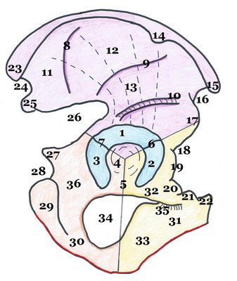 S9 Os coxal vue latérale.jpg