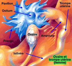 trompe-ovaire-1.gif