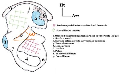 S8 Os coxal vue médiale.jpg
