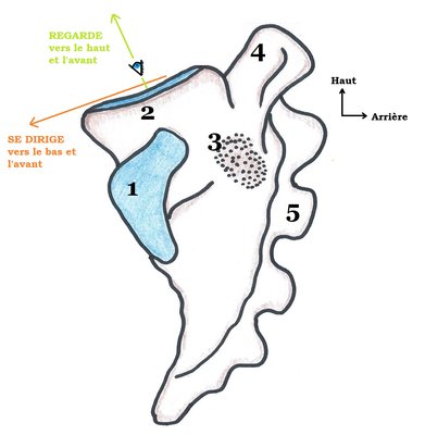 S5 Sacrum vue latérale.jpg