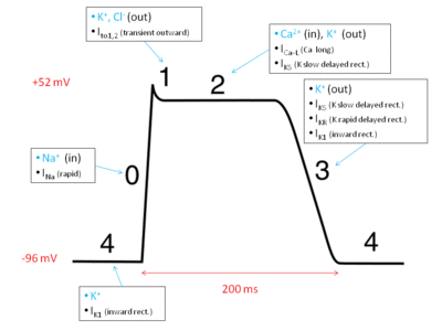 Action_potential_ventr_myocyte.gif (24.98 Kio) Vu 877 fois Action_potential_ventr_myocyte.gif