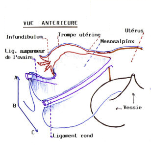 Ligament large.png