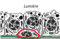 Capture d’écran 2014-05-14 à 12.57.35.png