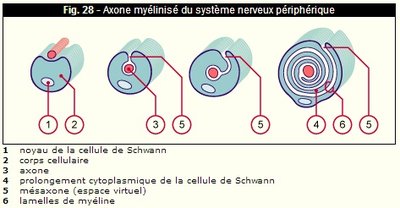 myélinisation.jpg