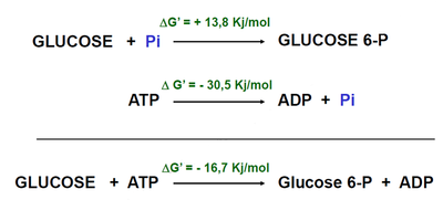 glycolyse étape 1.png