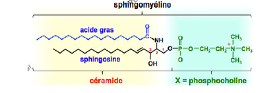 sphingophospholip.png