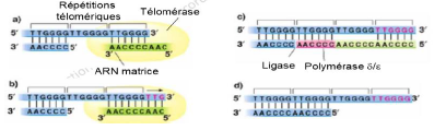 Télomérase 2.PNG