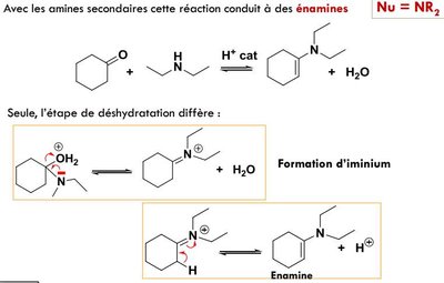 Capture énamine.jpg