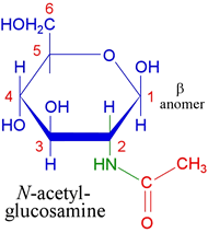 N-acetylglucosamine.gif