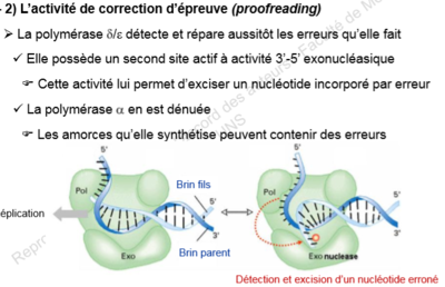 activité 3'-5' exonucléasique.PNG