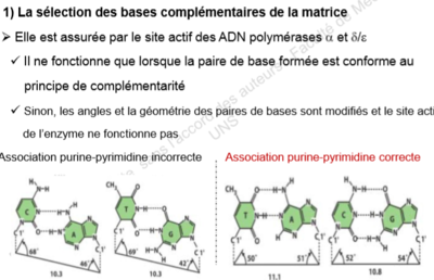 sélection des bases complémentaires.PNG