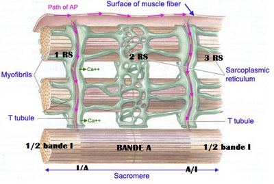 réticulum sarco.png