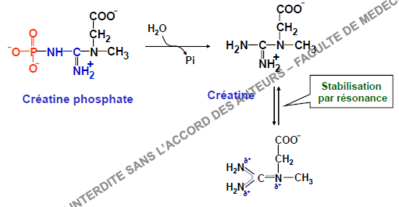 créatine P.PNG
