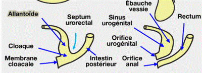 vesicule-allantoide.gif