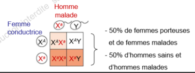 hérédité récessive liée à l'X.PNG