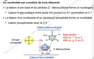 nucléotide.PNG