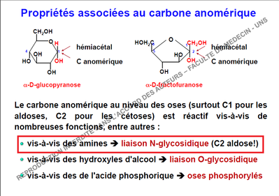 N-glycosidique.png