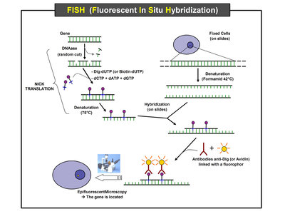 FISH_(Fluorescent_In_Situ_Hybridization).jpg