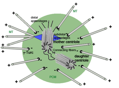 CentrosomeStemCellID20105Fig1.png