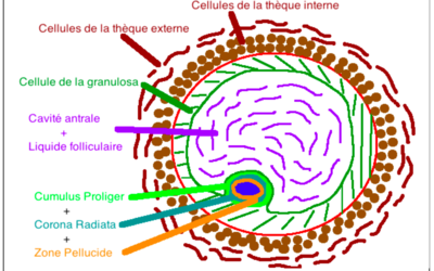 Capture d’écran 2014-10-18 à 20.11.52.png