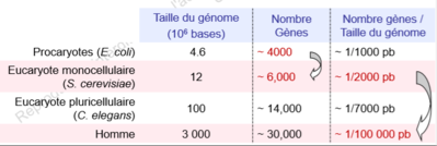 génome.PNG