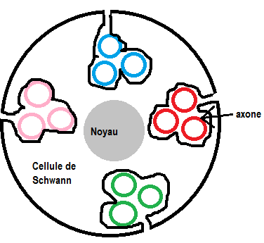 amyélinique de type 2.png