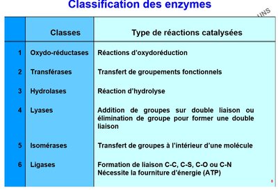 Diapo 8 - Enzymo Cours 1.jpg