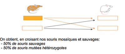 Capture d’écran 2014-10-23 à 13.50.21.png