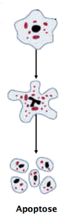 apoptose.png