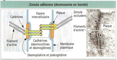Capture d’écran 2014-10-29 à 16.32.37.png