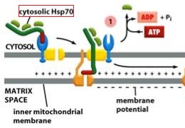 Hsp70.jpg