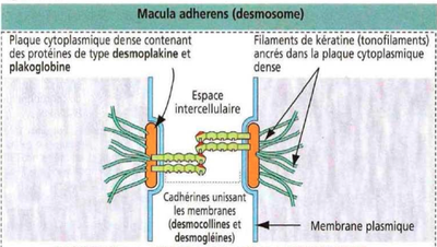 Capture d’écran 2014-10-30 à 14.02.39.png
