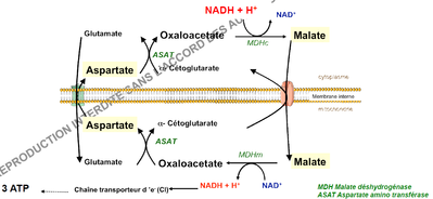 malateaspartate.png