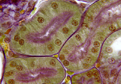 épithélium cubique TCP.png