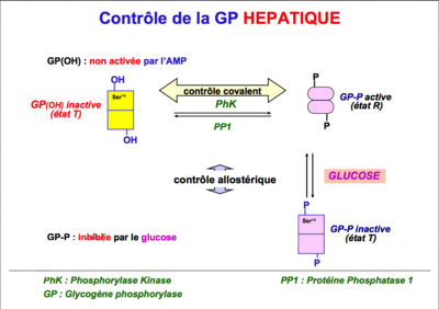 Contrôle de la GP HEPATIQUE.png