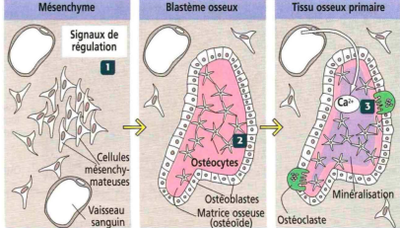 ossification endoconjonctive.png