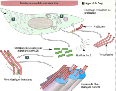 fibres élastique - synthèse.png