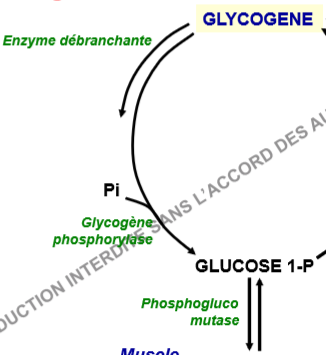 glycogénolyse.PNG