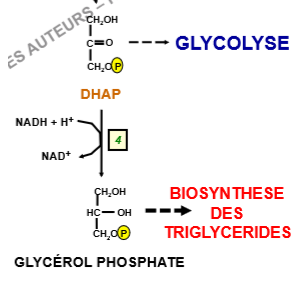 Métabolisme du fructose.PNG