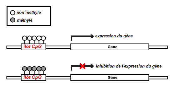 methylation1.png