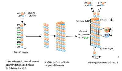 MT polymérisation.png