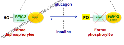 PFK2-FBP2.png