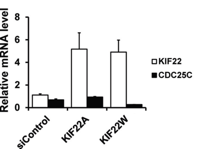 schéma KIF22 corrigé.png