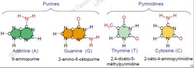 fonction amine libre pour A et G.PNG