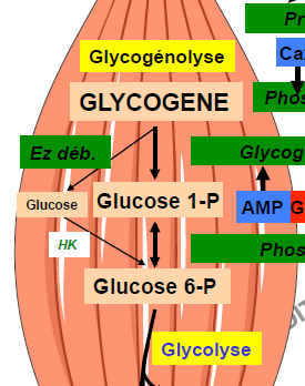 glycogénolyse musculaire.PNG
