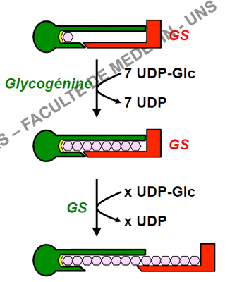 glycogénine.png