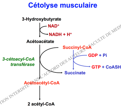 Capture d’écran 2014-12-04 à 08.19.33.png