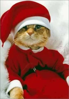 c-est-noel-!-meme-pour-les-chats....jpg