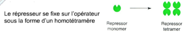 homotétramère.PNG