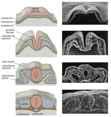 EmbryoDevNeuralTube_Full_fr.jpg